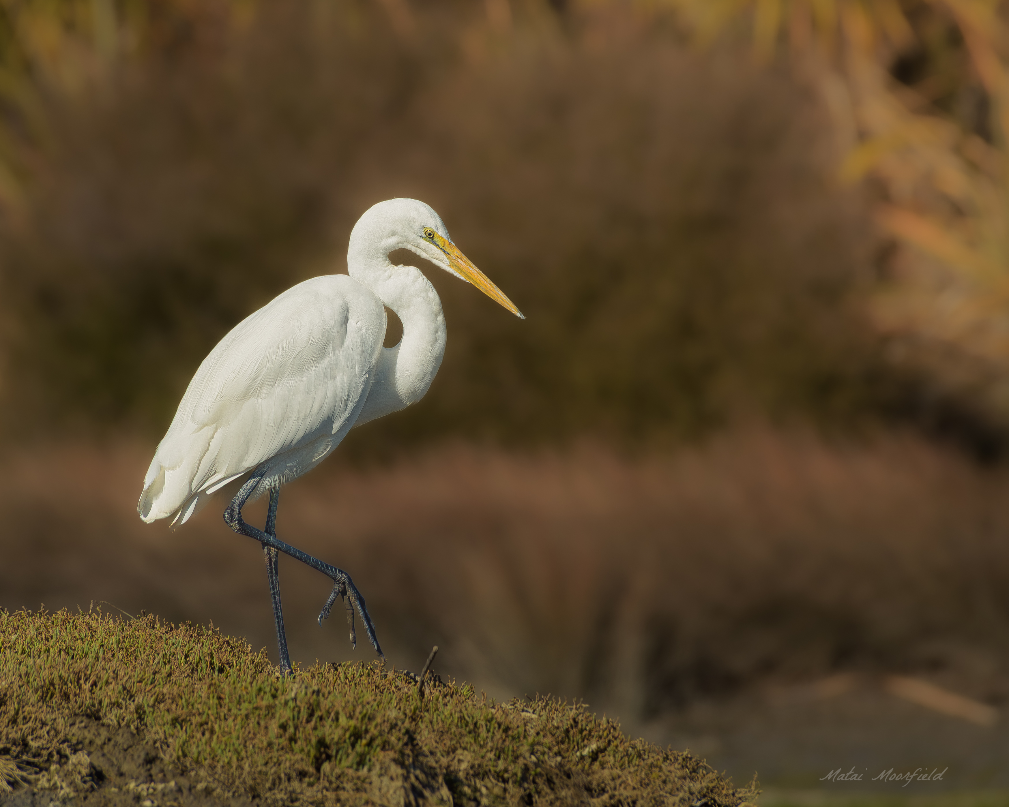 Native White Heron finding food at sunrise new zealand bird photo Native White Heron finding food at sunrise new zealand bird photo